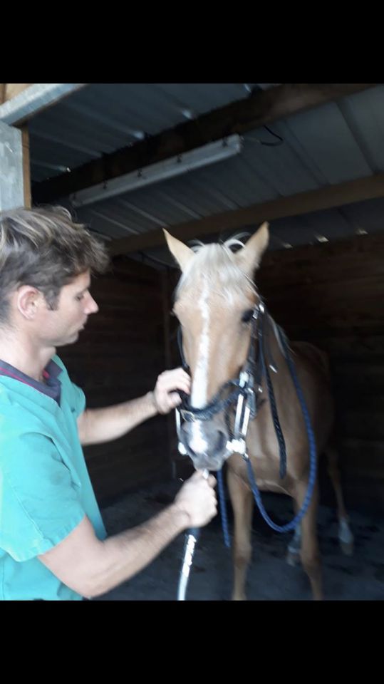 Mickael Pitrey - TECHNICIEN DENTAIRE EQUIN