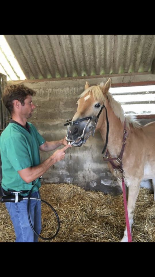Mickael Pitrey - TECHNICIEN DENTAIRE EQUIN