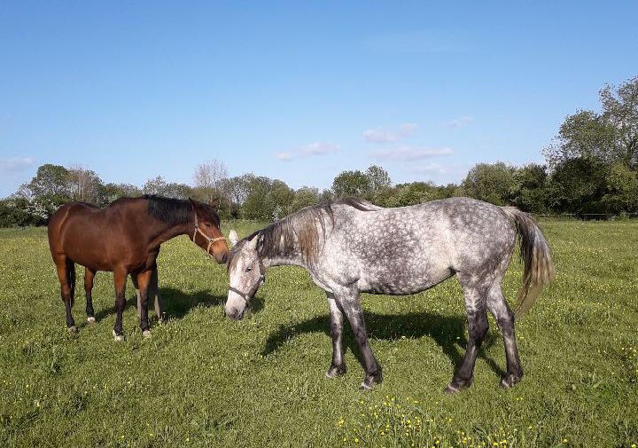 Pension chevaux Pré/box en pleine campagne, au calme 
