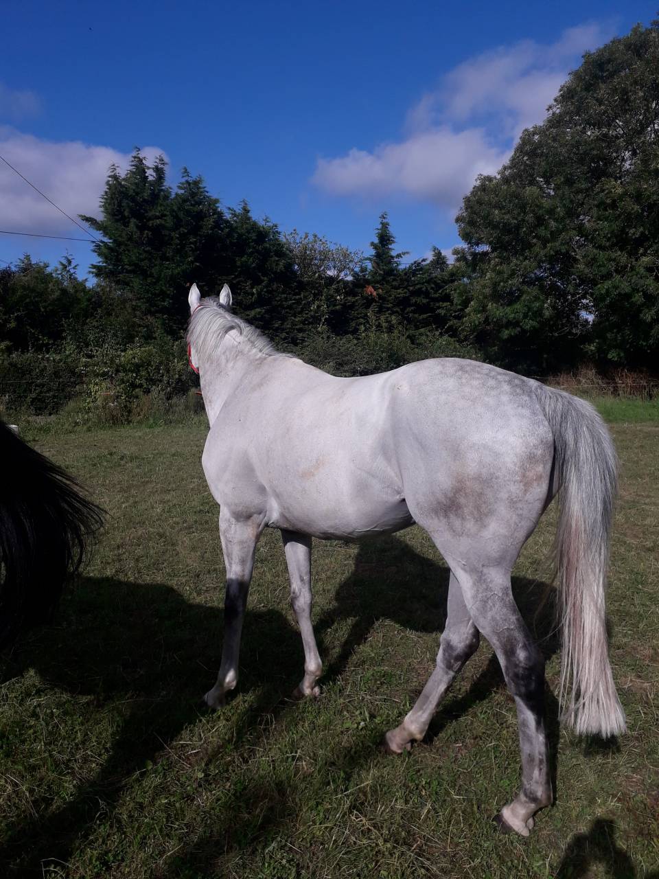 Pension chevaux Pré/box en pleine campagne, au calme 