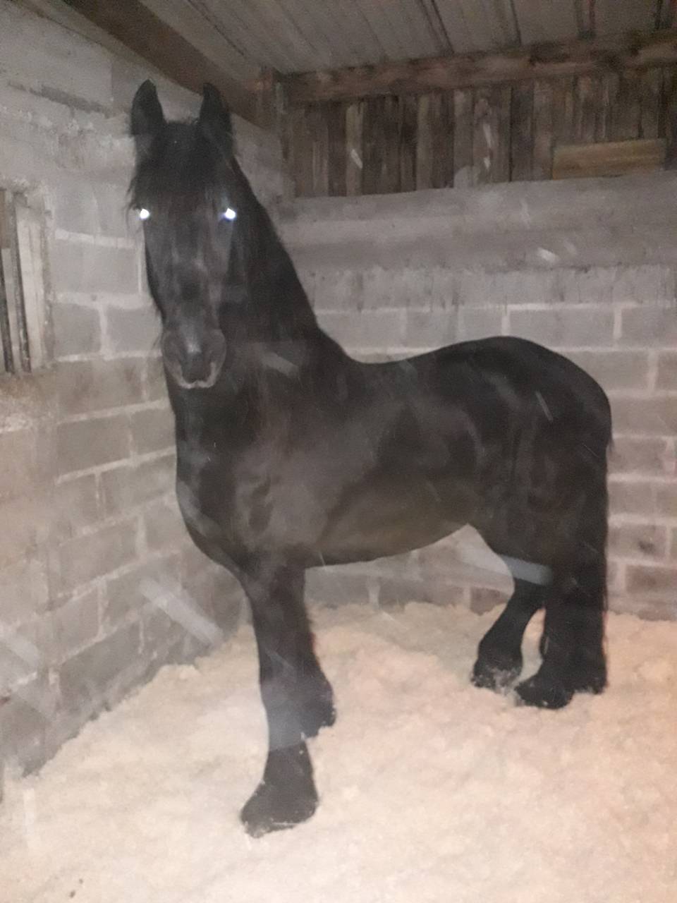Pension chevaux Pré/box en pleine campagne, au calme 