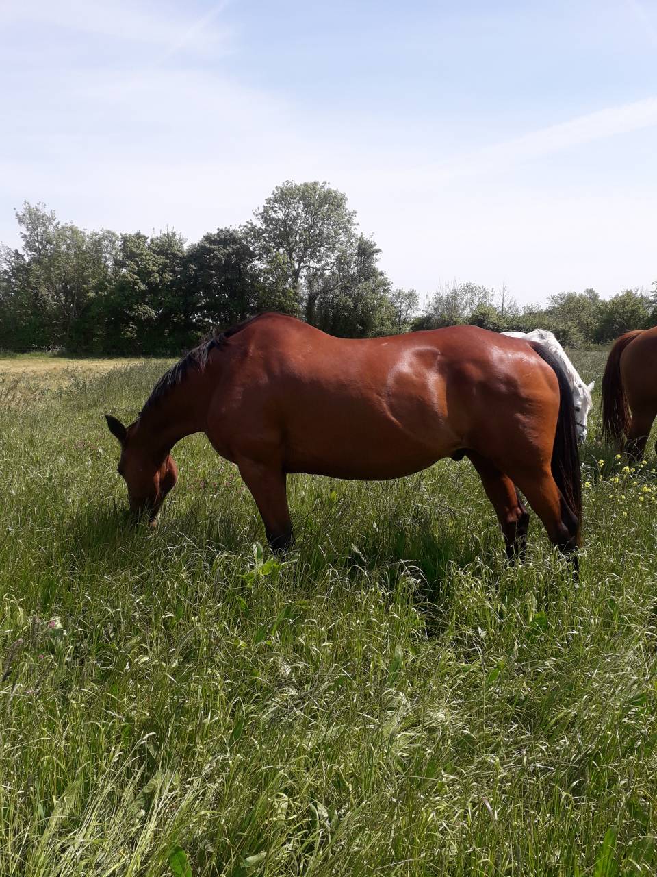 Pension chevaux Pré/box en pleine campagne, au calme 