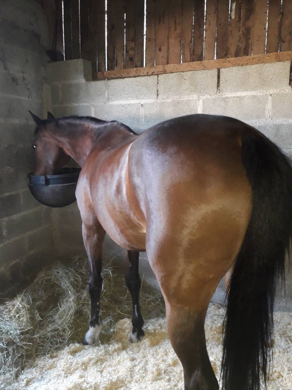 Pension chevaux Pré/box en pleine campagne, au calme 