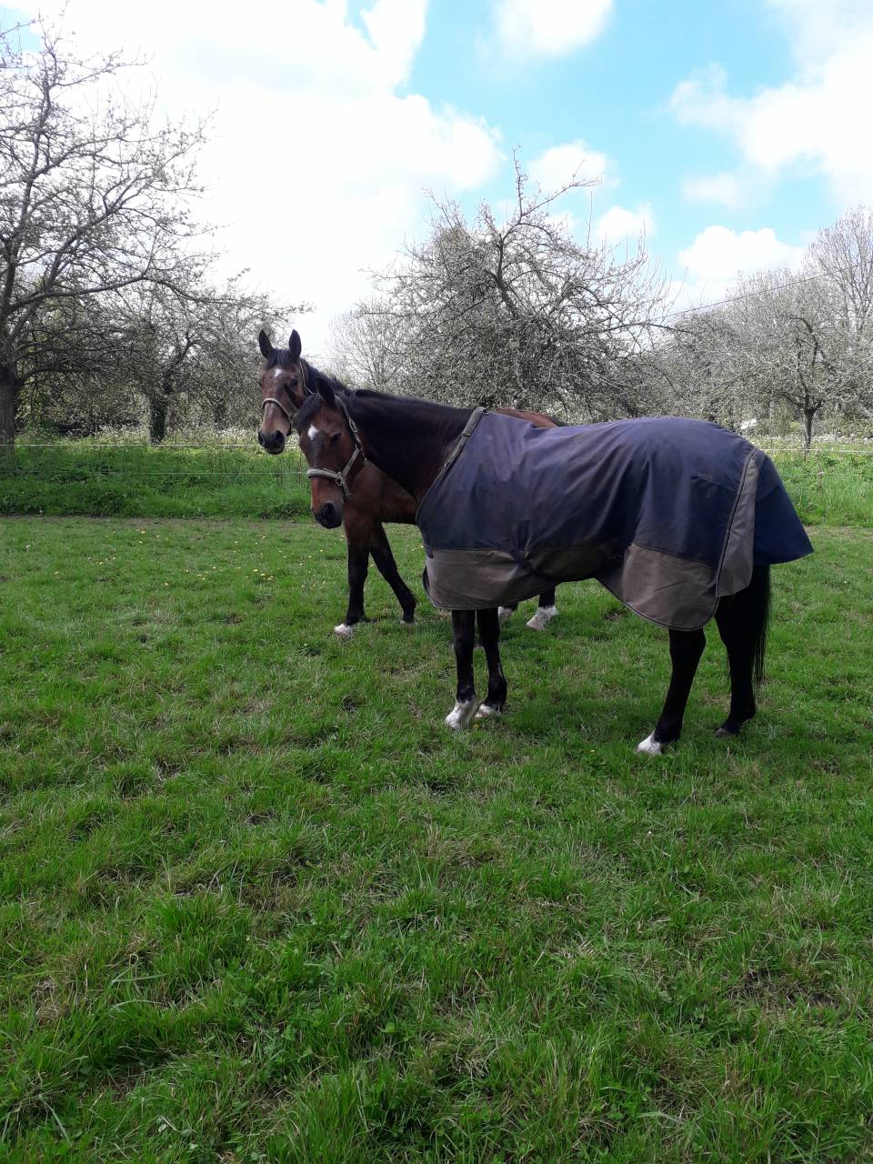 Pension chevaux Pré/box en pleine campagne, au calme 