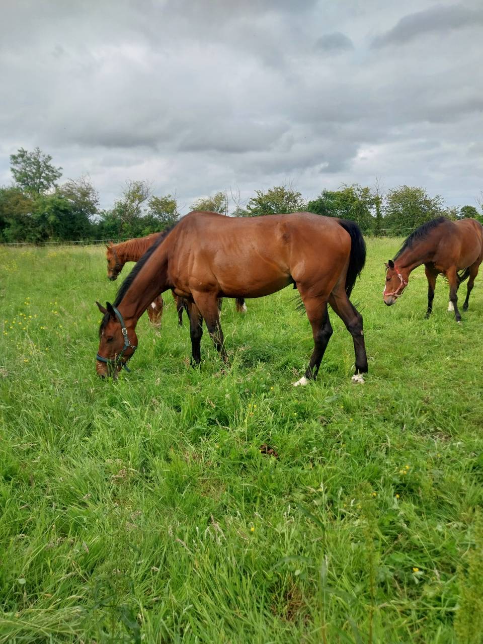 Pension chevaux Pré/box en pleine campagne, au calme 