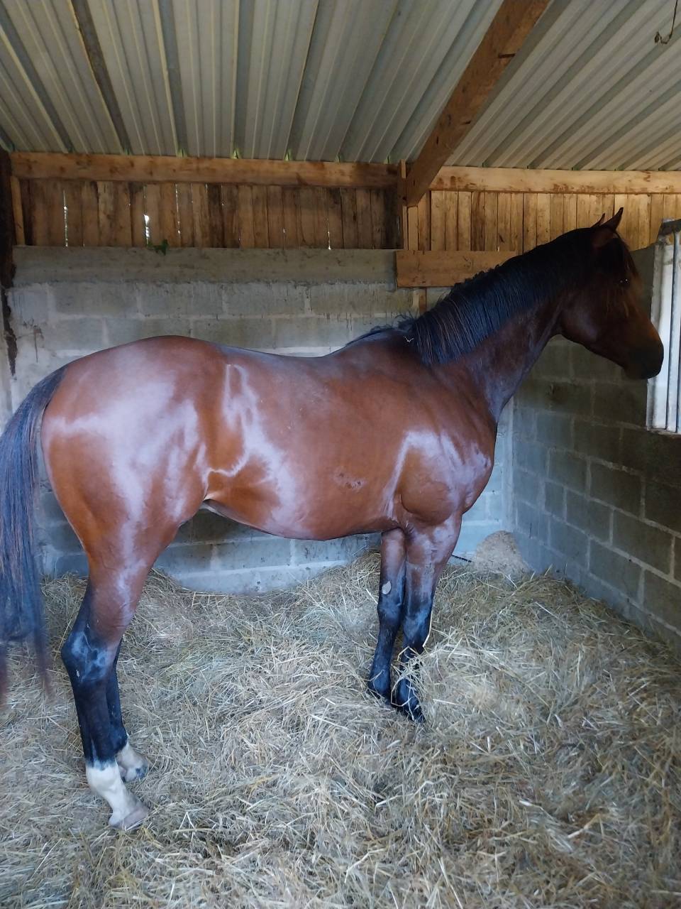 Pension chevaux Pr&eacute;/box en pleine campagne, au calme 