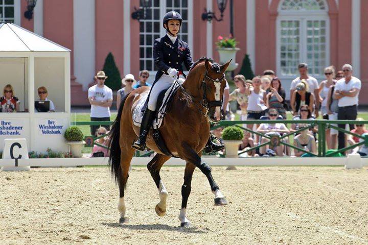 Saillies IAC Don Quichot BWP par Quite Easy & Reina Z