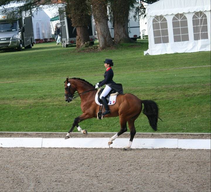 Saillies IAC Don Quichot BWP par Quite Easy & Reina Z