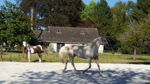 77 - Sainte Avoye-Ecurie propri&eacute;taires - 12 boxes