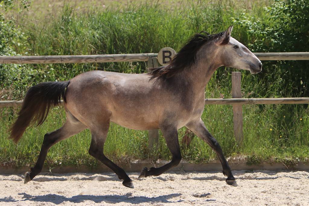 Vends poulains et pouliches PRE et PSL