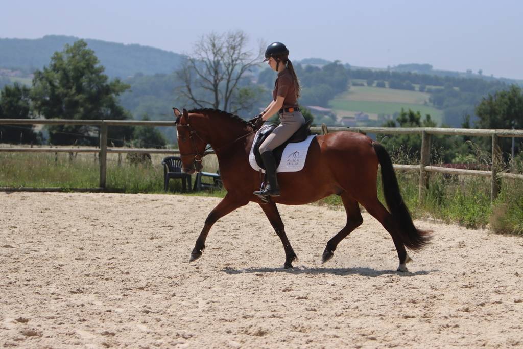 Vends poulains et pouliches PRE et PSL