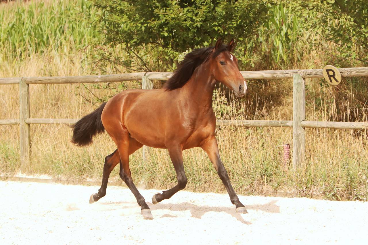 Vends poulains et pouliches PRE et PSL