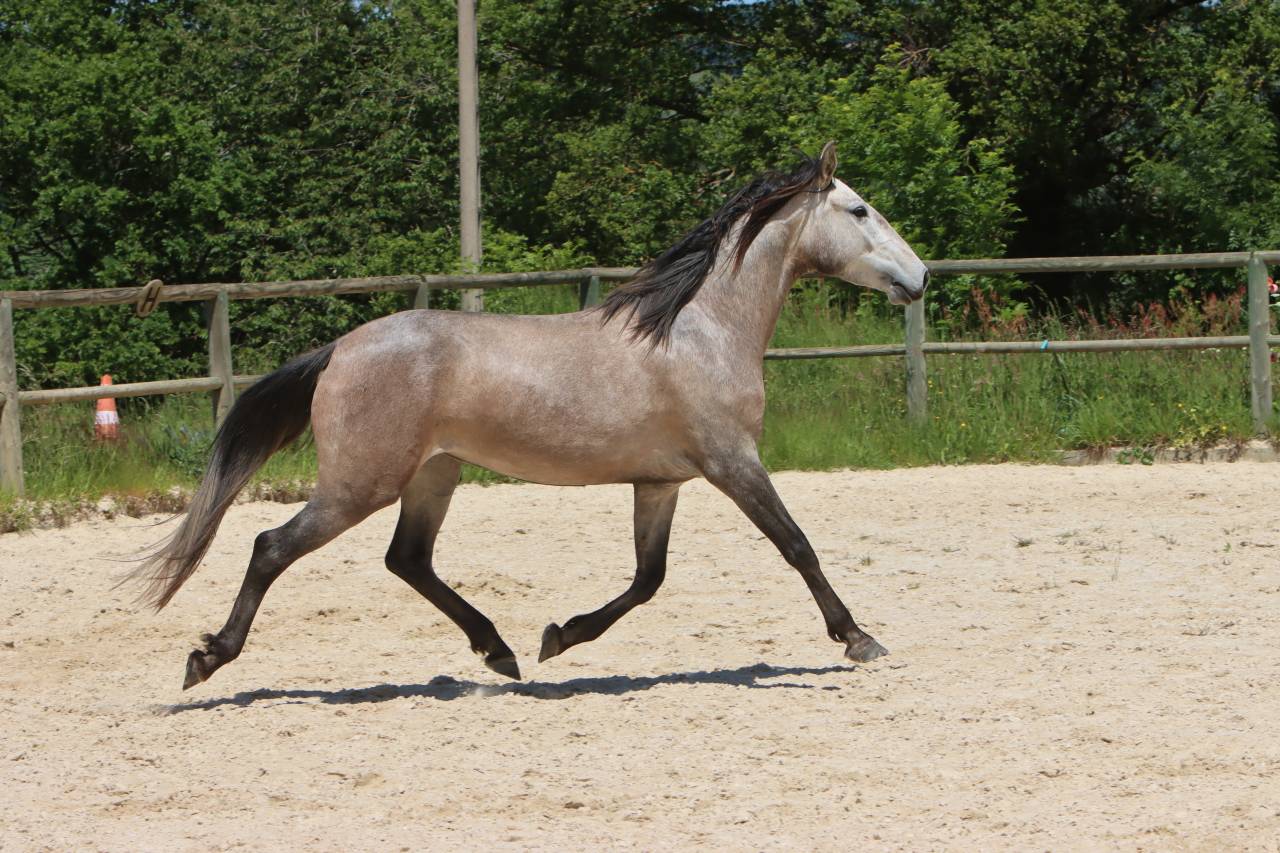 Vends poulains et chevaux PRE et PSL