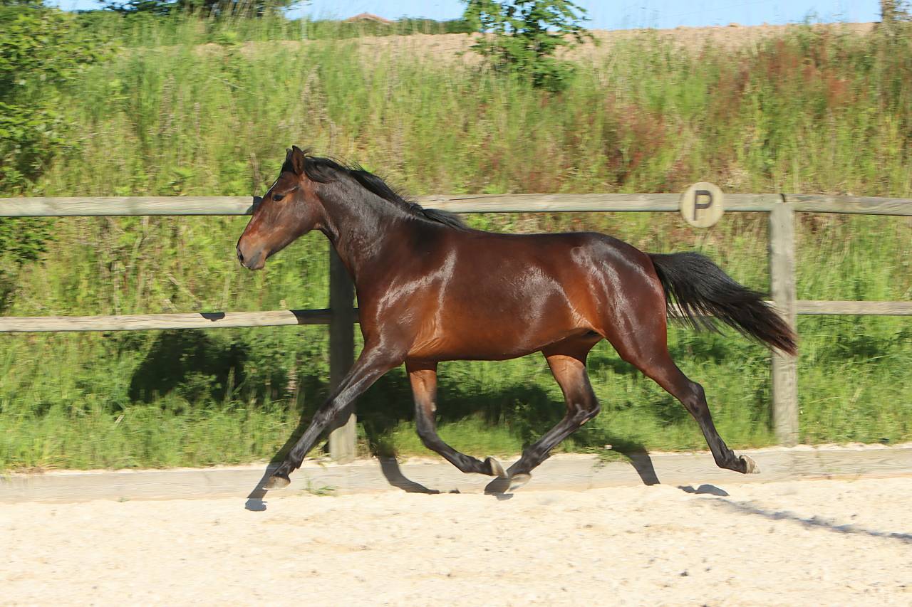 Vends poulains et chevaux PRE et PSL