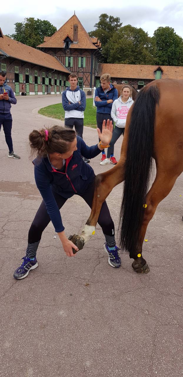 Amandine Krauskopf - Kiné équin
