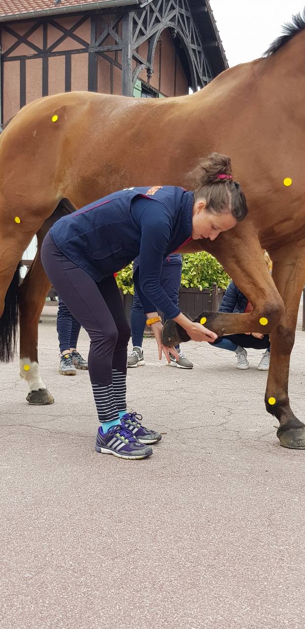 Amandine Krauskopf - Kiné équin