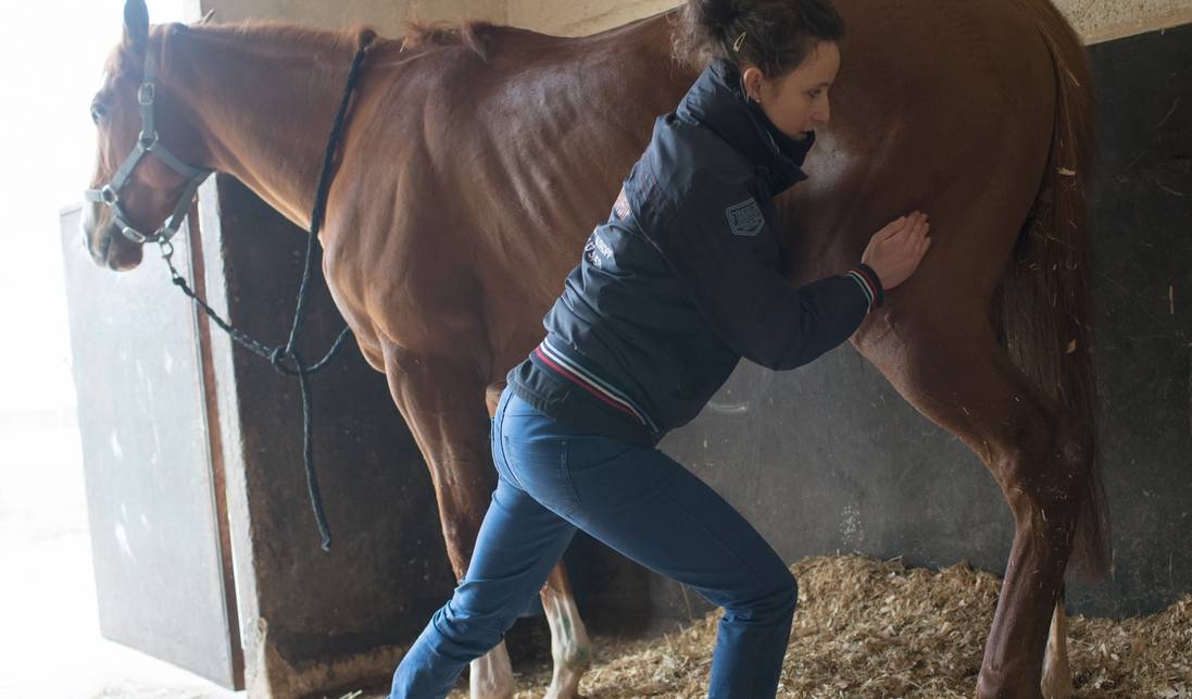 Amandine Krauskopf - Kiné équin
