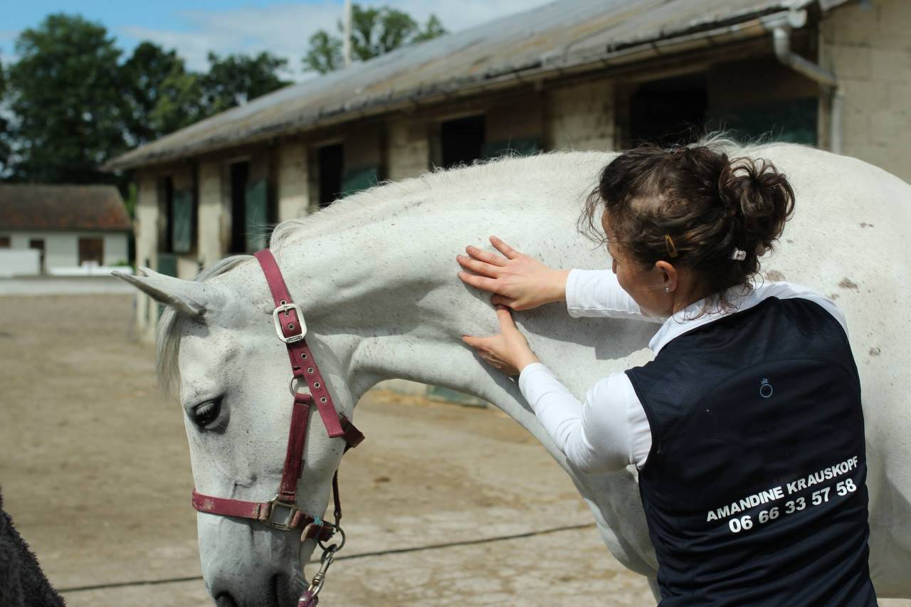 Amandine Krauskopf - Kiné équin