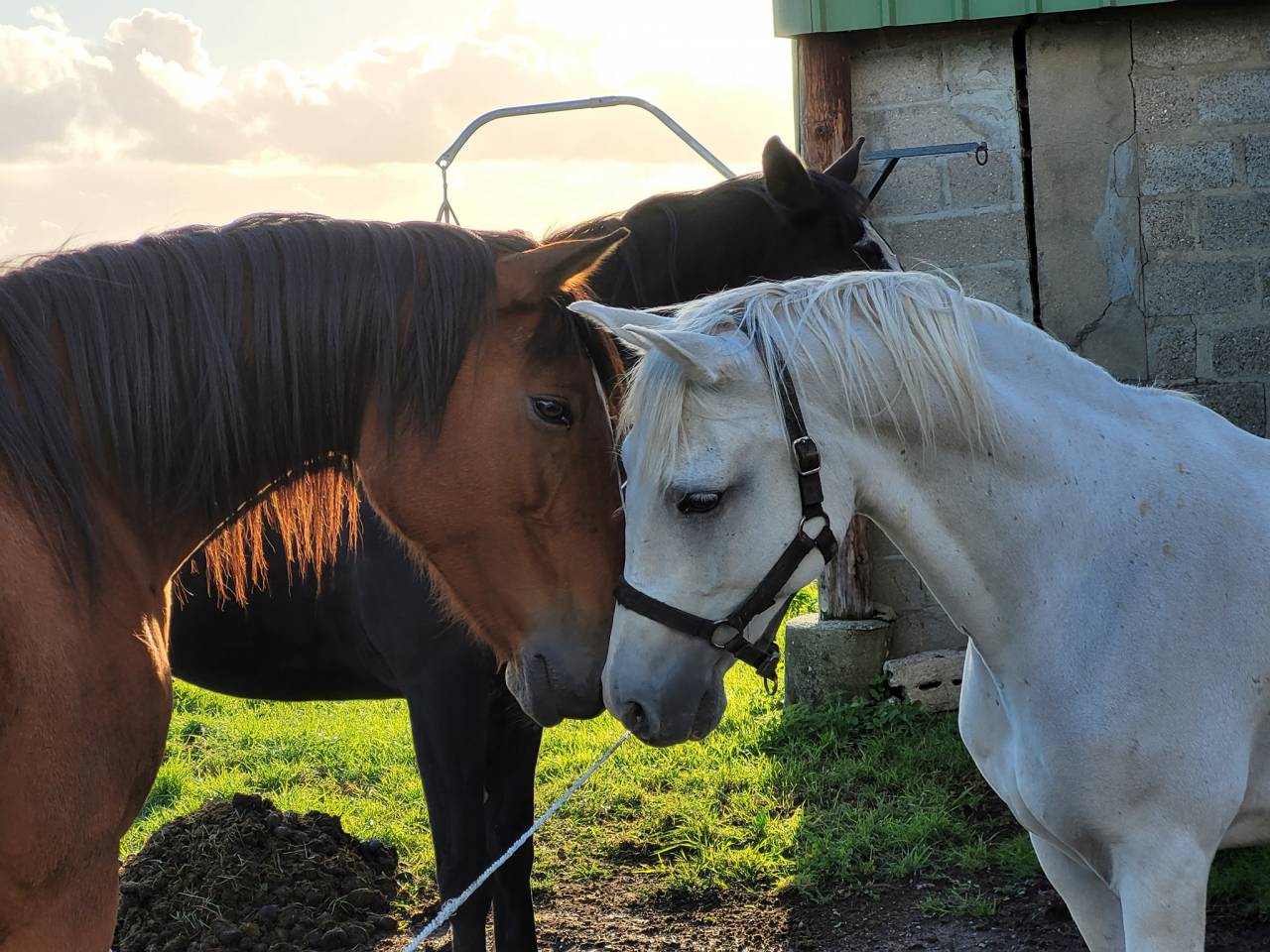 Maison de retraite chevaux/poneys- Earl de Roncherolles