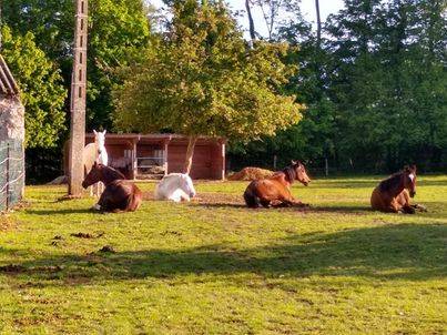 Maison de retraite chevaux/poneys- Earl de Roncherolles