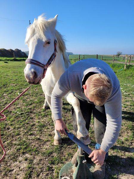 Maison de retraite chevaux/poneys- Earl de Roncherolles