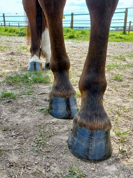 Maison de retraite chevaux/poneys- Earl de Roncherolles