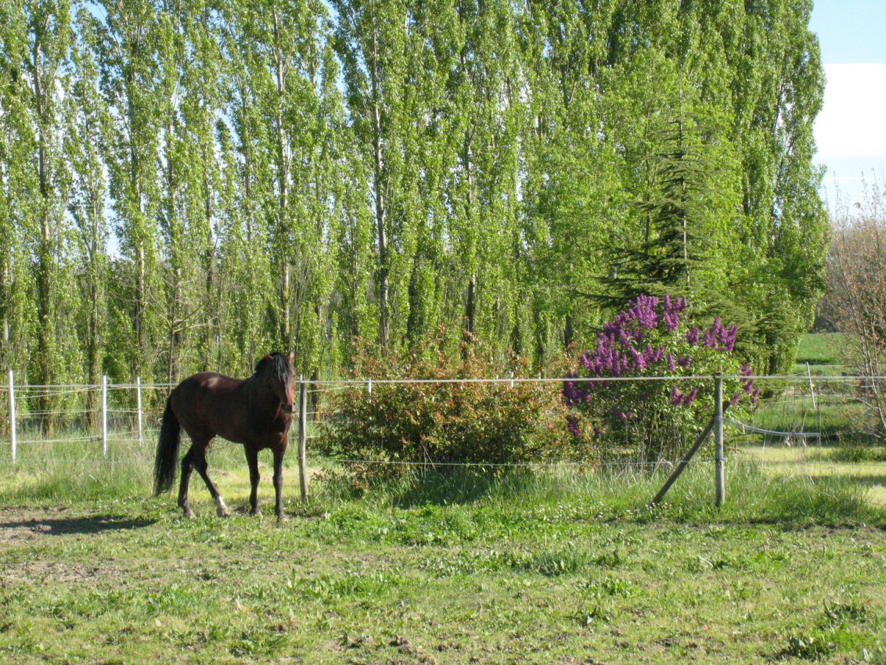 ECURIES DE CONQUES-DAINESE