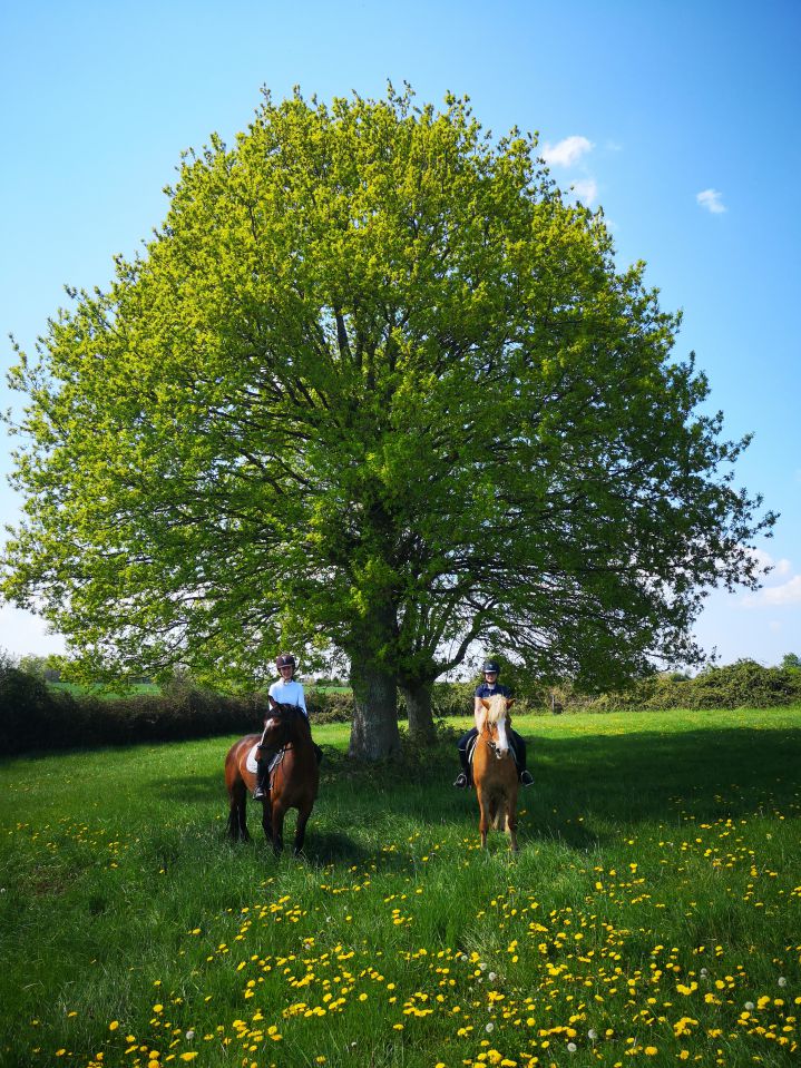 Pensions de qualité, enseignement et gîtes