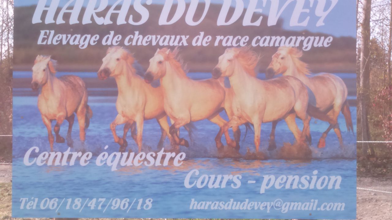 Pension , élevage, enseignement de l'équitation.