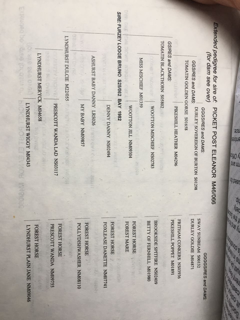 Poulinière suitée NF