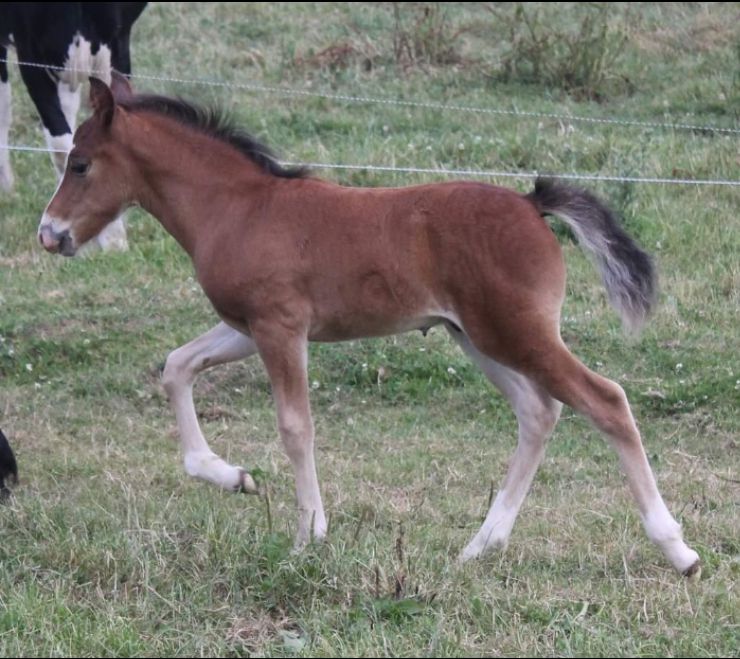 Poulinière suitée NF