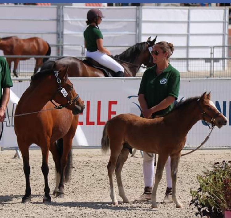 Poulinière suitée NF