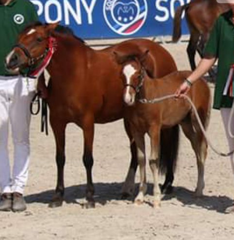 Poulinière suitée NF