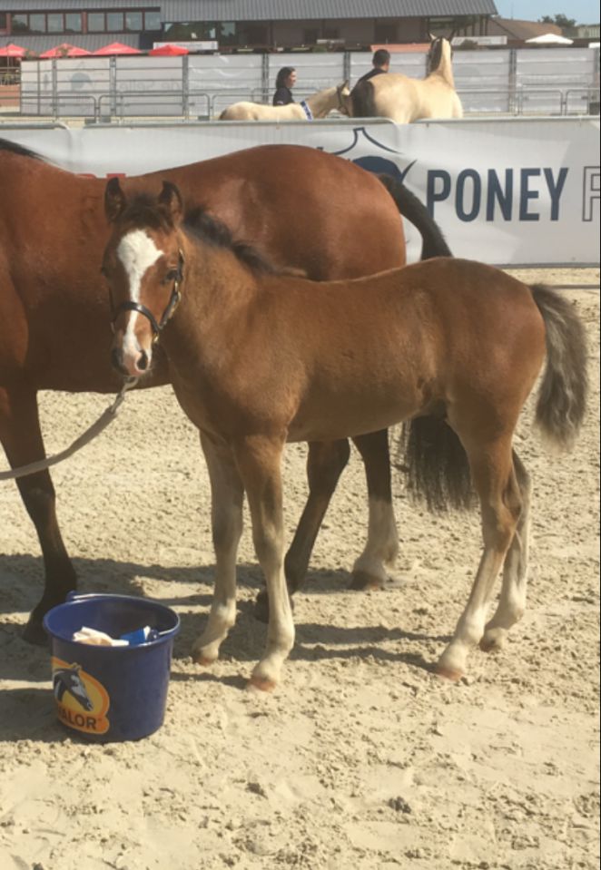 Poulinière suitée NF