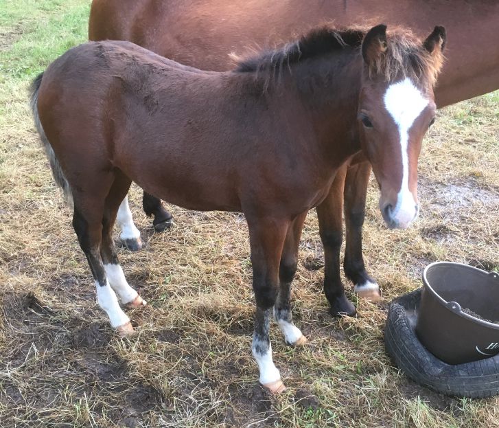 Poulinière suitée NF