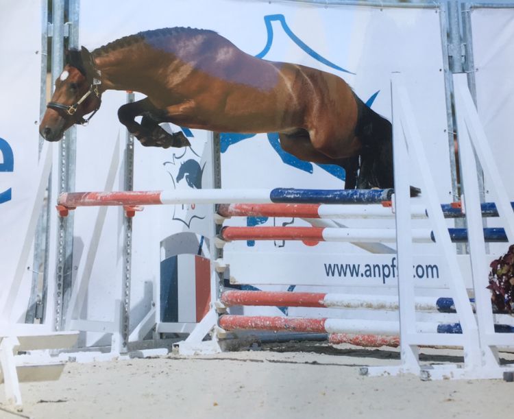 Poulinière suitée NF