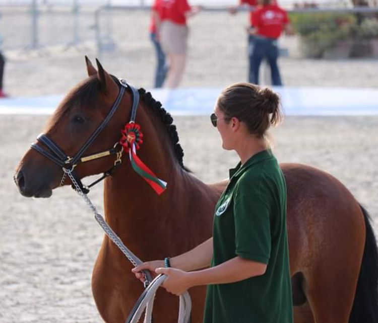 Poulinière suitée NF
