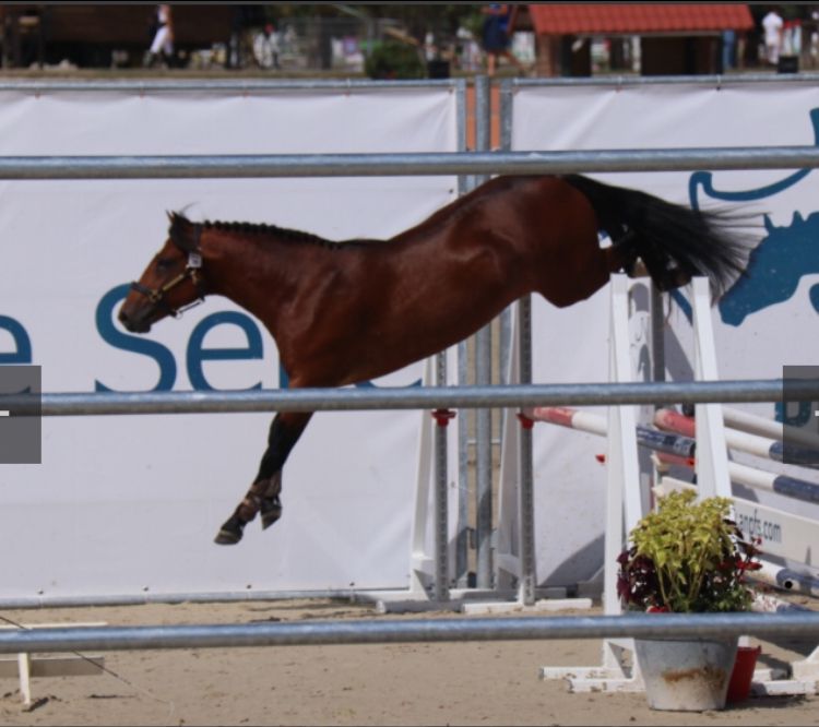 Poulinière suitée NF