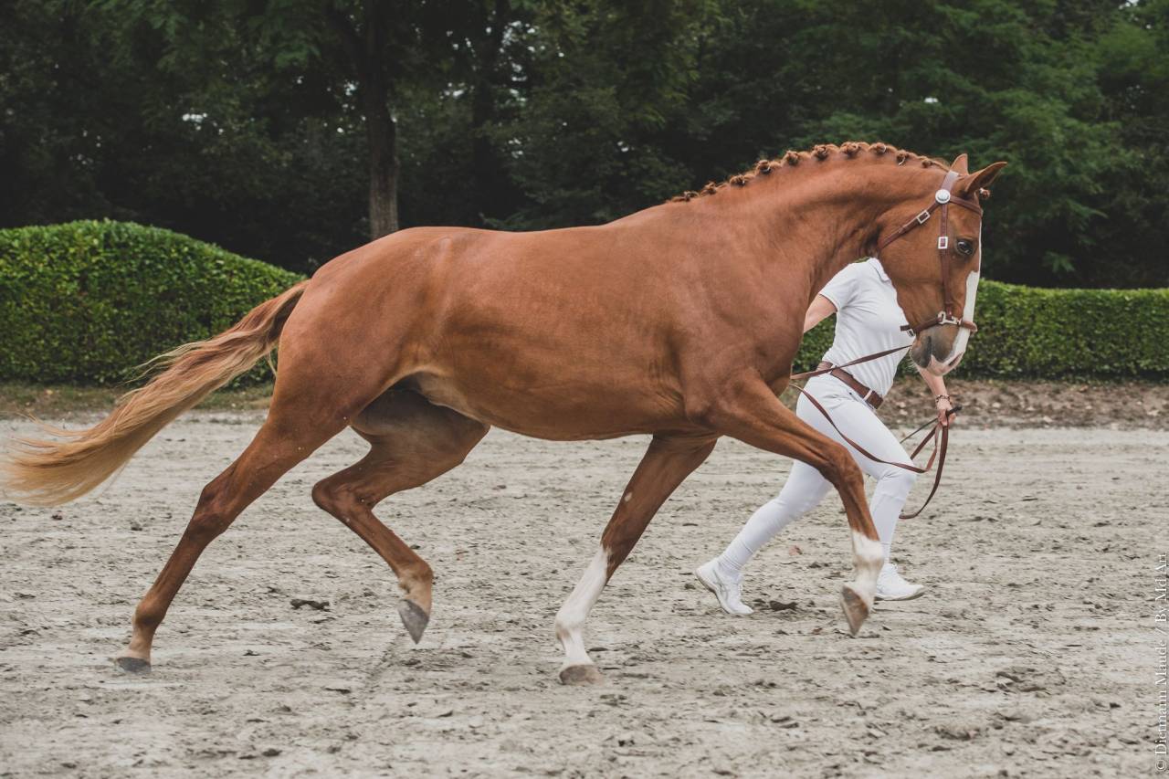 PENSION ENSEIGNEMENT ETHOLOGIE & DRESSAGE