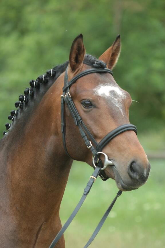 Tucson du Rif (26 Drome)