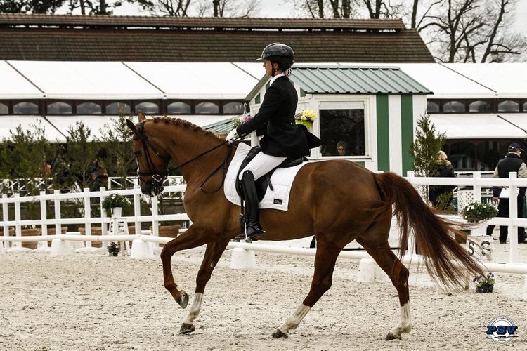 Cours particuliers dressage/ Valorisation 