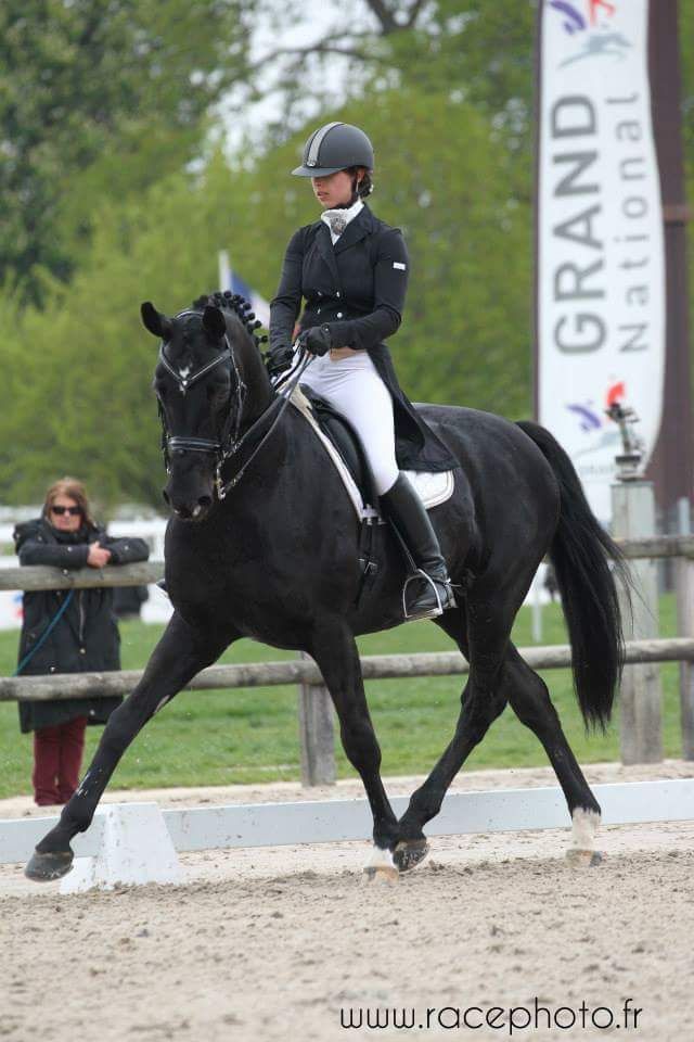 Cours particuliers dressage/ Valorisation 