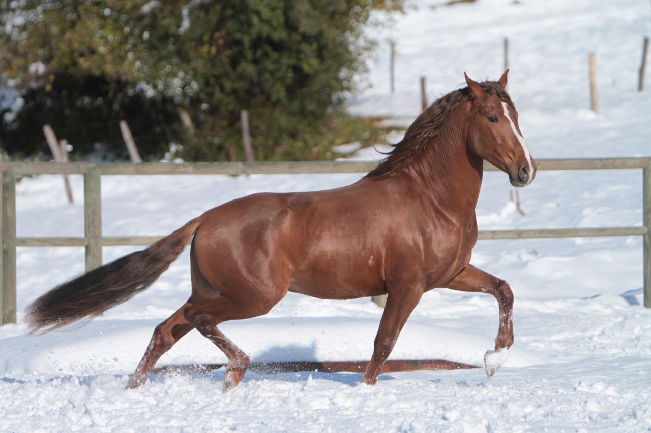 Magnifique étalon Pure Race Espagnole Alezan Cuivré 
