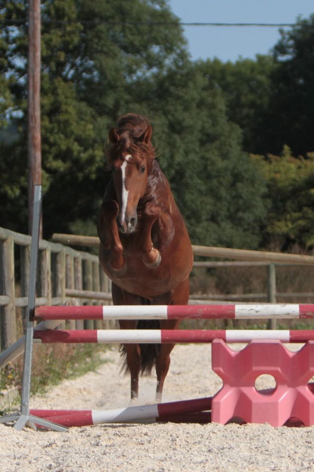 Magnifique étalon Pure Race Espagnole Alezan Cuivré 