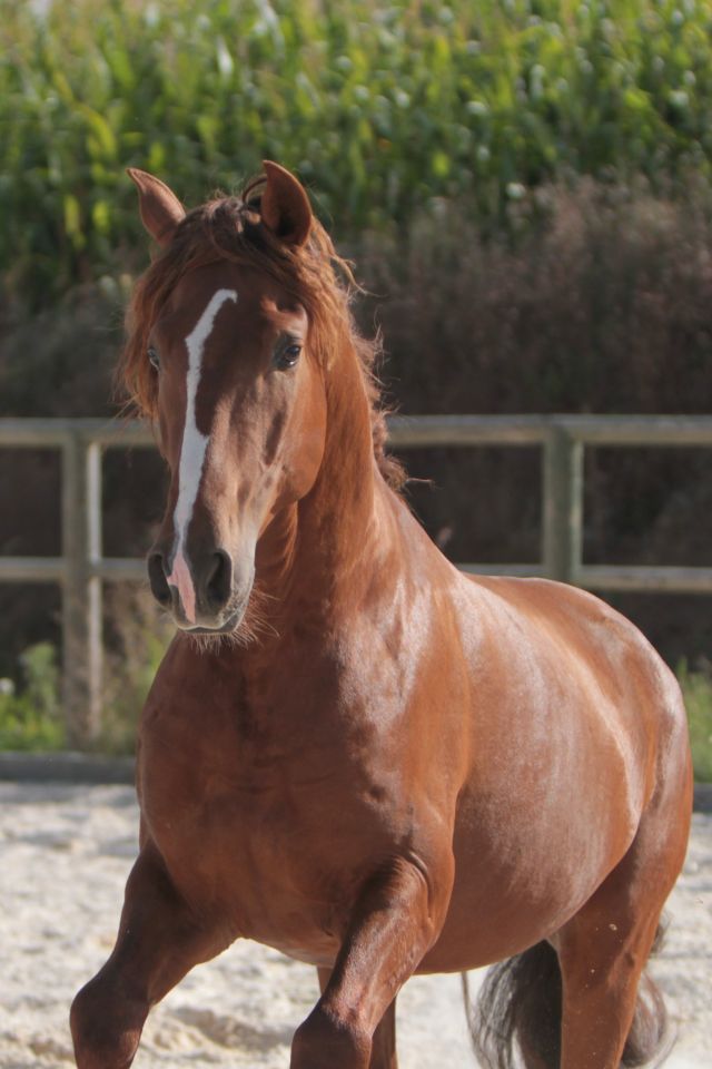 Magnifique étalon Pure Race Espagnole Alezan Cuivré 