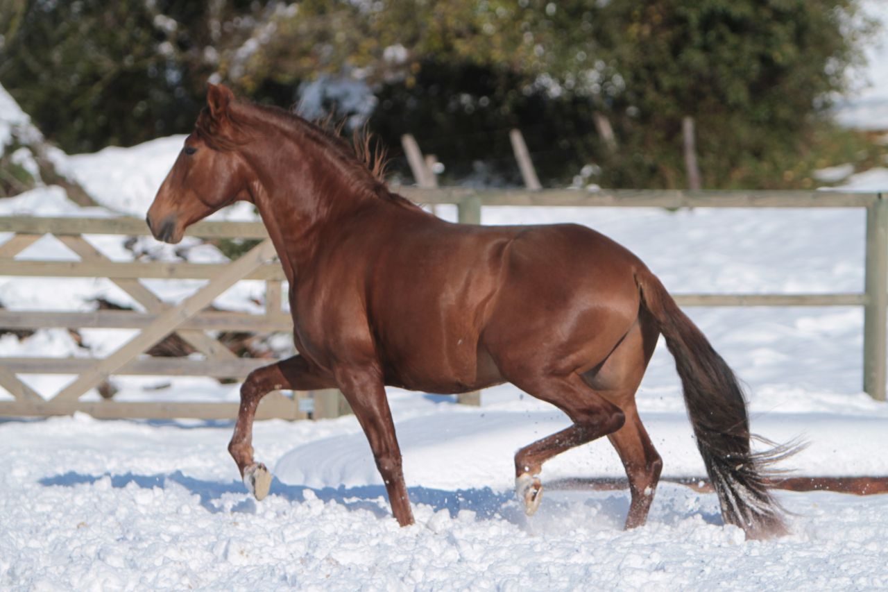Magnifique étalon Pure Race Espagnole Alezan Cuivré 