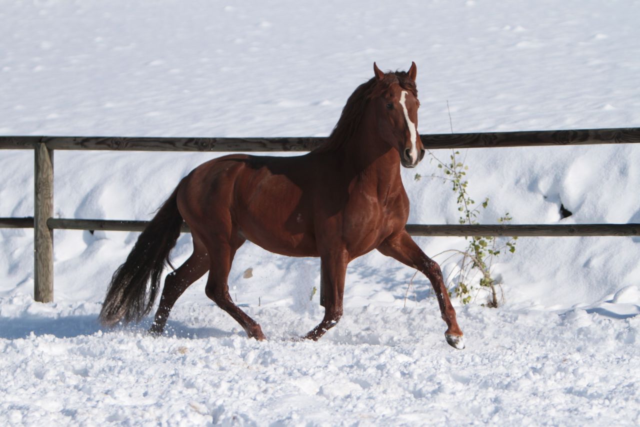 Magnifique étalon Pure Race Espagnole Alezan Cuivré 