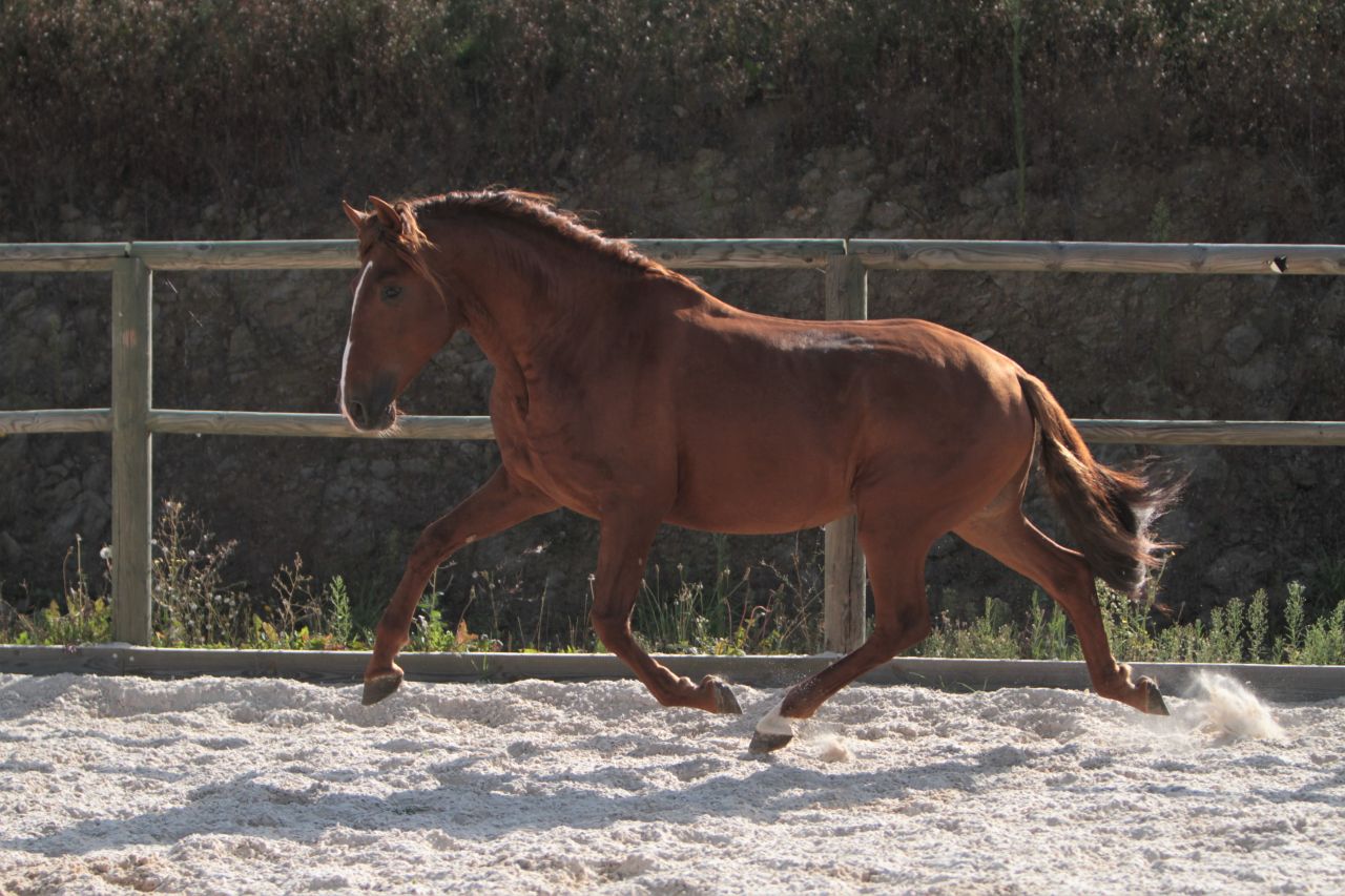 Magnifique étalon Pure Race Espagnole Alezan Cuivré 