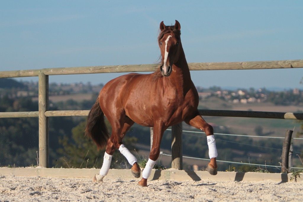 Magnifique étalon Pure Race Espagnole Alezan Cuivré 