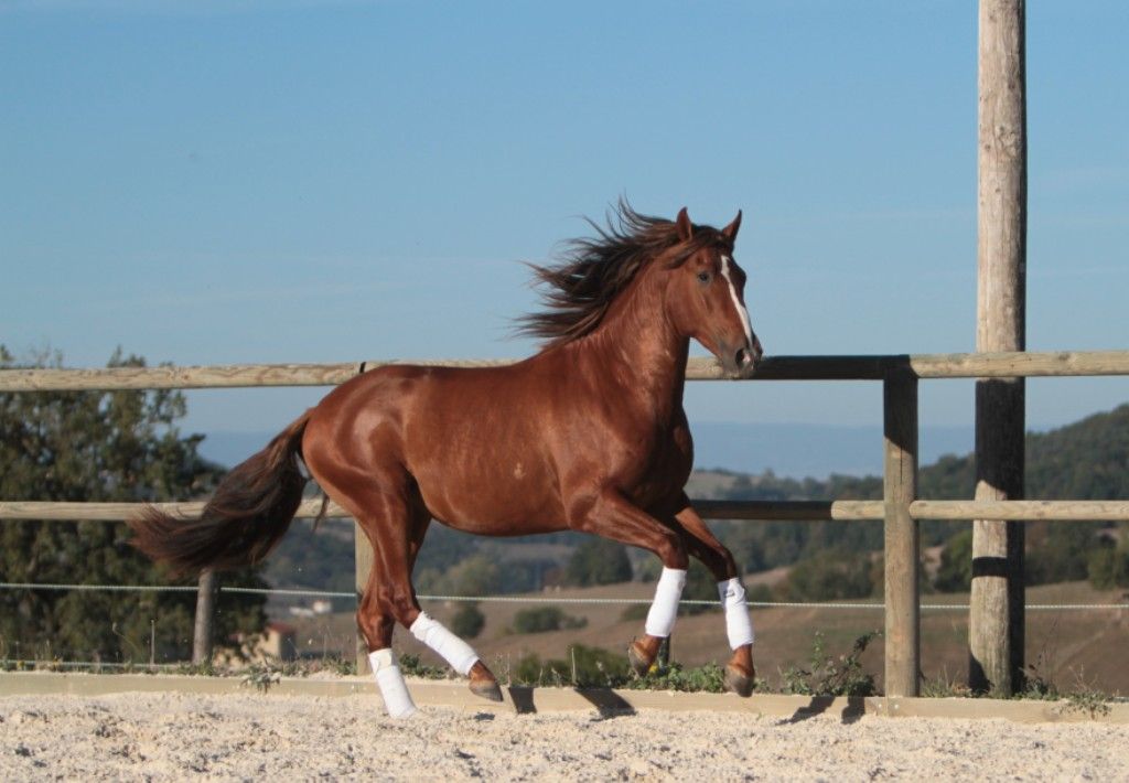 Magnifique étalon Pure Race Espagnole Alezan Cuivré 